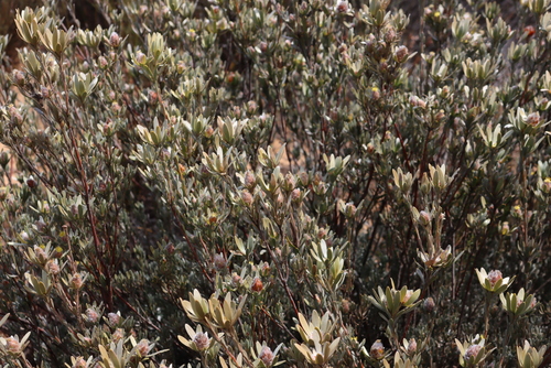 Image of Leucadendron nitidum by (c) Tony Rebelo, some rights reserved (CC BY-SA)