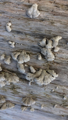 Schizophyllum commune
