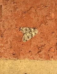 Bryophila domestica