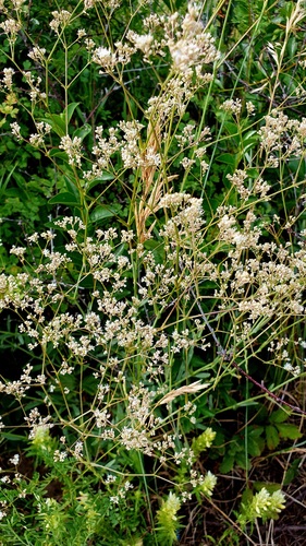 Gypsophila paniculata