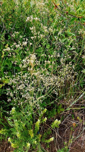 Gypsophila paniculata