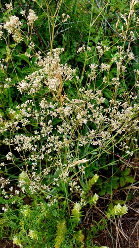Gypsophila paniculata
