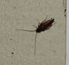 Ectobius lapponicus