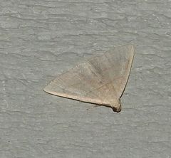 Zanclognatha pedipilalis