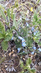 Eritrichium argenteum