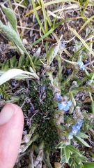 Eritrichium argenteum