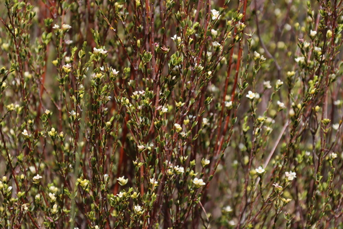 Image of Lachnaea gracilis by (c) Tony Rebelo, some rights reserved (CC BY-SA)