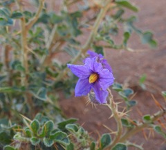 Solanum diversiflorum