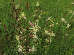 Silene tatarica