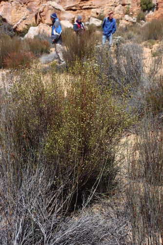 Delicate Stripper (Lachnaea gracilis)