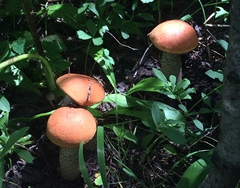 Leccinum insigne