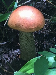 Leccinum insigne