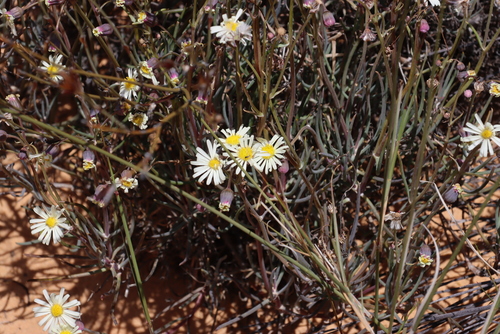 Crassothonna alba, photograph 2