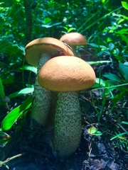 Leccinum insigne