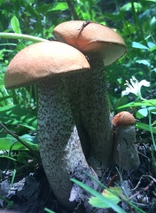 Leccinum insigne