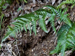 Dryopteris bissetiana, photograph (c) りなべる, some rights reserved (CC BY)