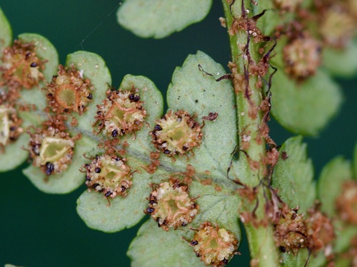 Dryopteris bissetiana, photograph 2