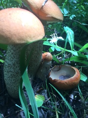 Leccinum insigne