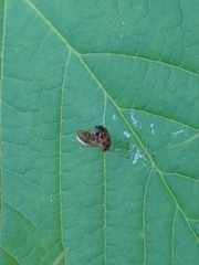 Chrysomela mainensis