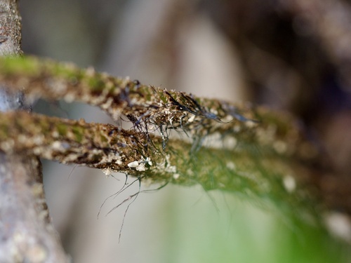 Dryopteris bissetiana, photograph 3