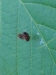 Chrysomela mainensis