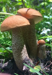 Leccinum insigne