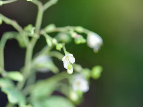 Image of Boenninghausenia Albiflora (Boenninghausenia albiflora) by (c) りなべる, some rights reserved (CC BY)