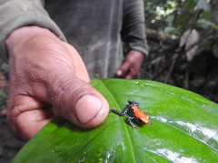 Ranitomeya reticulata