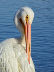 Pelecanus erythrorhynchos
