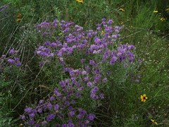 Vernonia lindheimeri