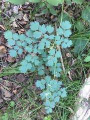 Thalictrum venulosum