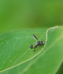 Physocephala marginata