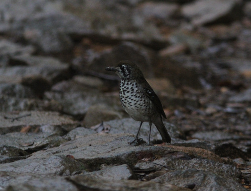 Spot-winged Thrush (Geokichla spiloptera), photo 4