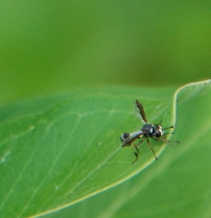Physocephala marginata