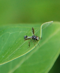 Physocephala marginata