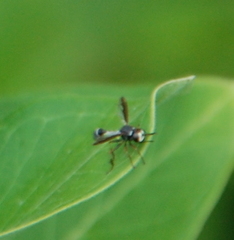Physocephala marginata
