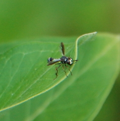 Physocephala marginata