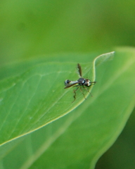 Physocephala marginata