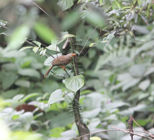 Orange-billed Babbler (Argya rufescens), photo 8