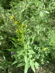 Solidago