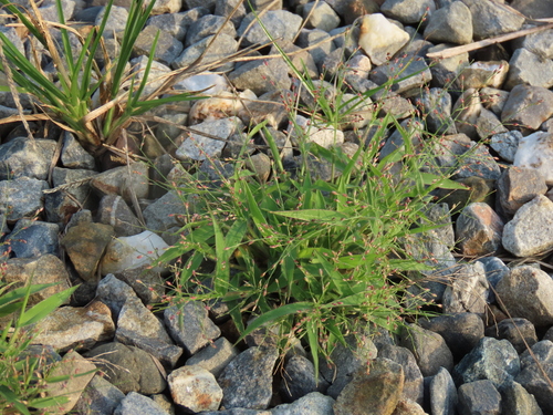 Panicum luzonense observed 2024-11-03