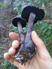 Cortinarius kioloensis