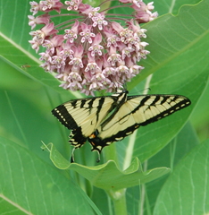Papilio canadensis