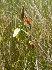Albuca juncifolia