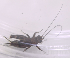 Allonemobius maculatus