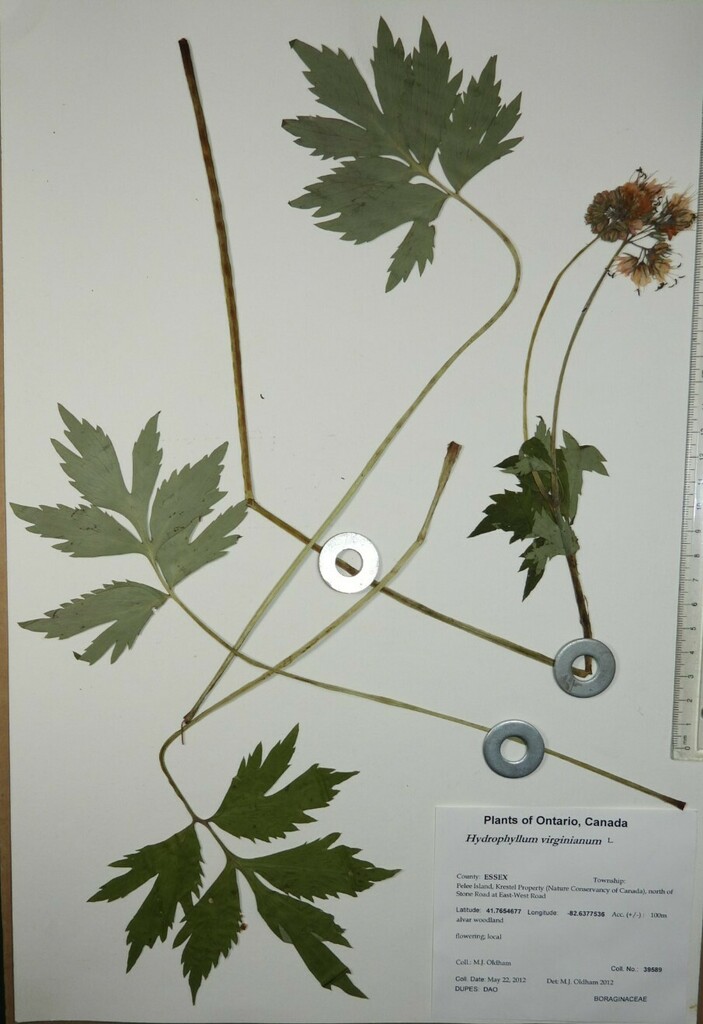 Waterleaf Stone Virginia waterleaf from Canada, Ontario, ESSEX County, Pelee Island ...