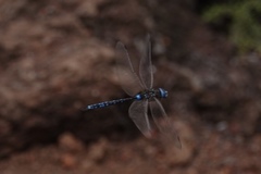 Rhionaeschna galapagoensis