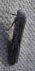 Ethmia discostrigella