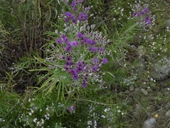 Vernonia lindheimeri