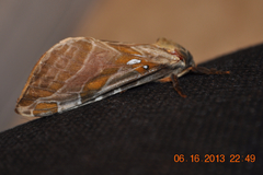 Sthenopis argenteomaculatus